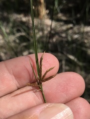 Cyperus bulbosus