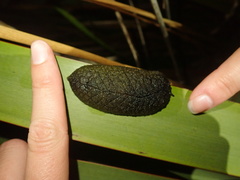 Athoracophorus papillatus