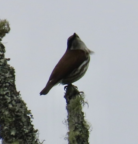 Stripe-breasted Rhabdornis (Rhabdornis inornatus), photo 3