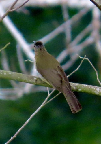 Philippine Bulbul (Hypsipetes philippinus)