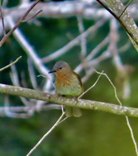 Philippine Bulbul (Hypsipetes philippinus), photo 2