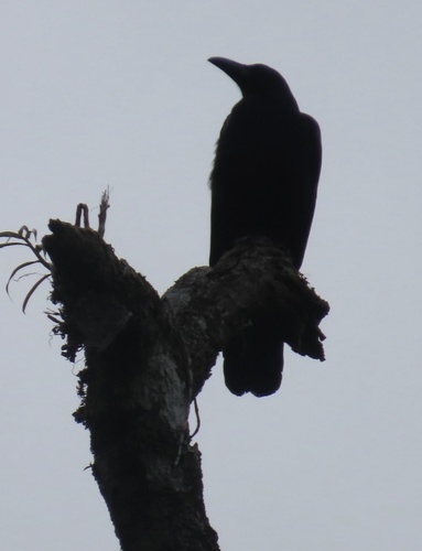Philippine Jungle Crow (Corvus philippinus), photo 9