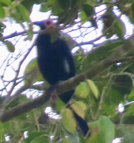 Coleto (Sarcops calvus), photo 1