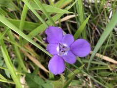 Ennealophus foliosus