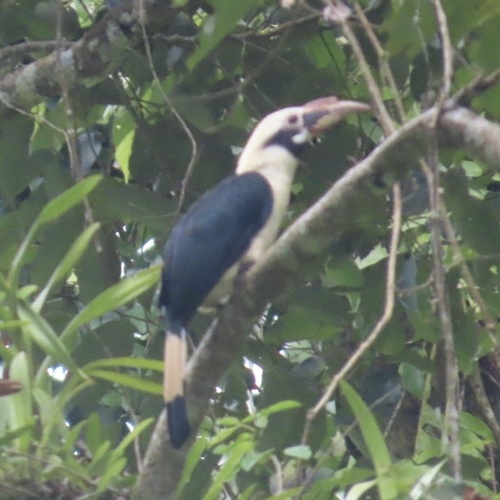 Mindanao Hornbill (Penelopides affinis)