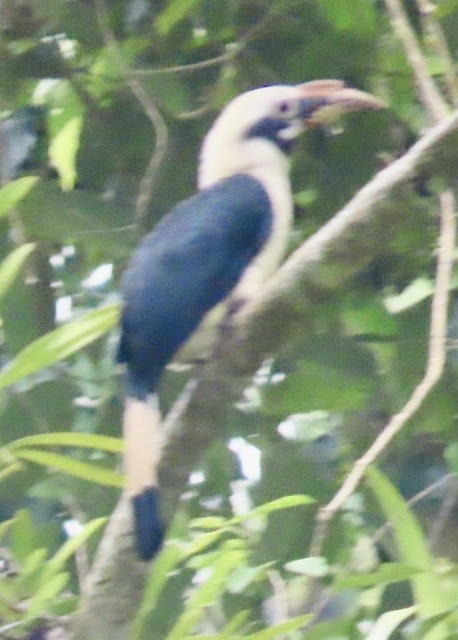 Mindanao Hornbill (Penelopides affinis), photo 2