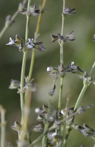 Egyptian sage