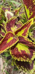 Coleus scutellarioides