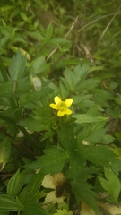 Ranunculus silerifolius