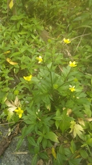 Ranunculus silerifolius