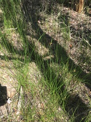 Cyperus bulbosus
