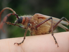 Ochrocydus huttoni