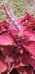Coleus scutellarioides