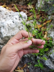 Dicliptera sexangularis