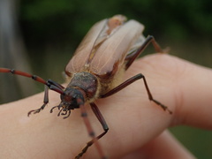 Ochrocydus huttoni