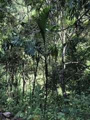 Chamaedorea linearis