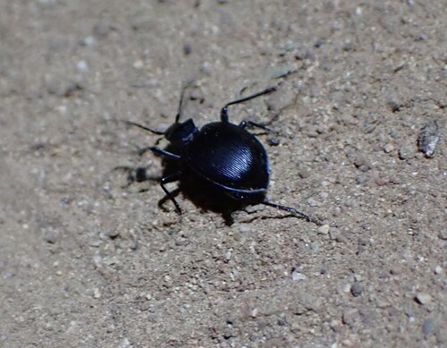 Pore-winged Snail-eating Beetle photo 3