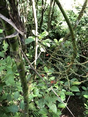 Chamaedorea linearis