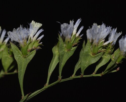 winged sea-lavender