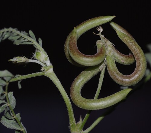 Southern Milkvetch
