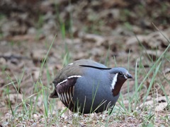 Mountain Quail photo 1