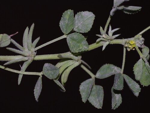 Star-fruited Medick