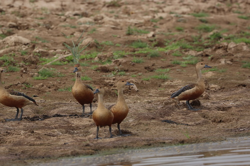 Lesser Whistling-Duck