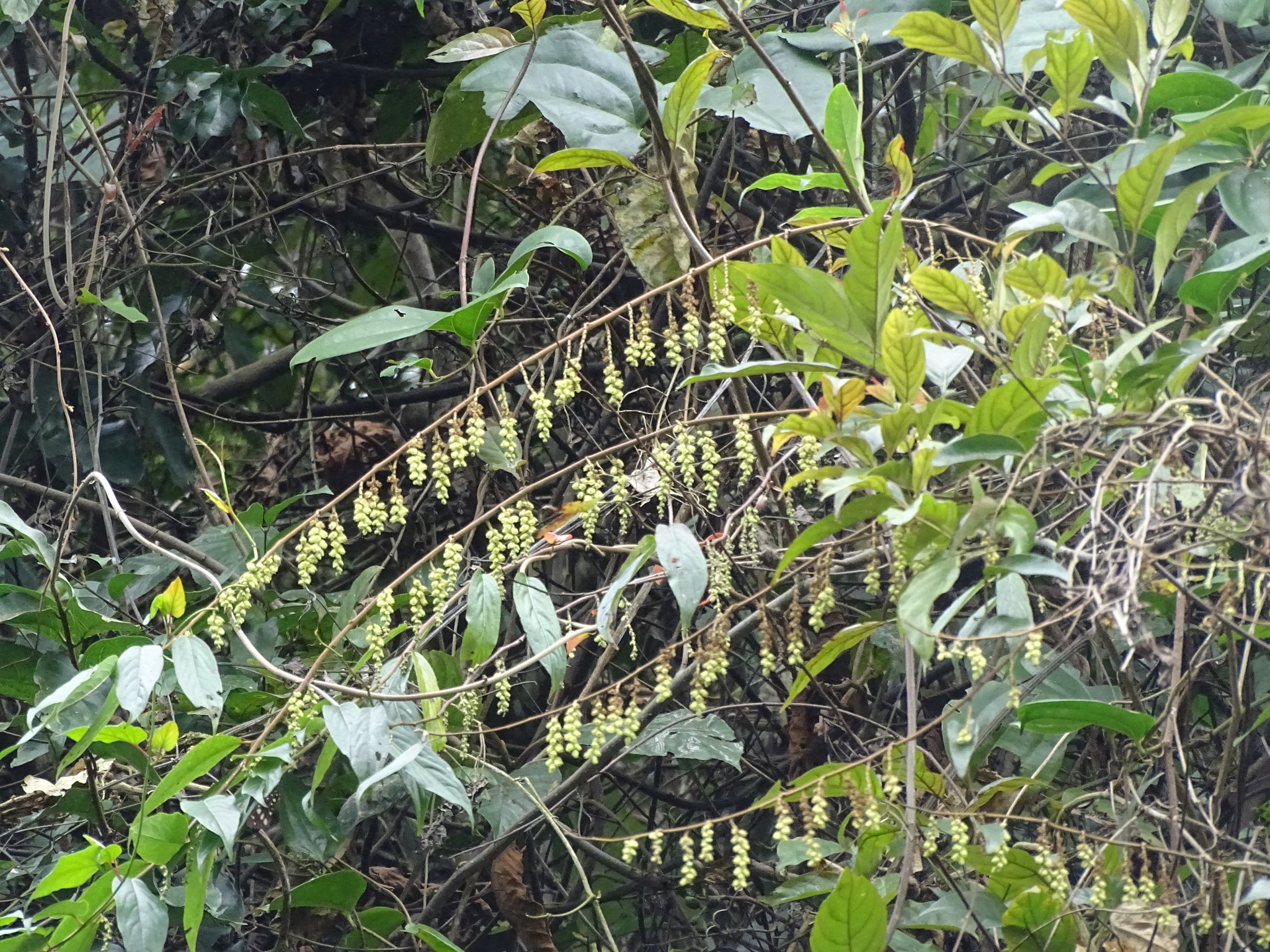 Himalayan Spiketail (Stachyurus himalaicus)