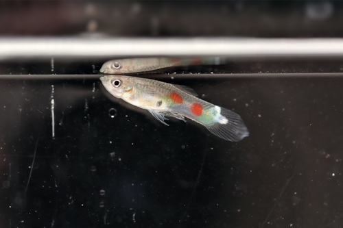 Poecilia reticulata
