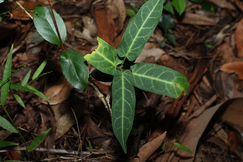 corky marsdenia (Leichhardtia lloydii)
