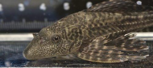 Pterygoplichthys
