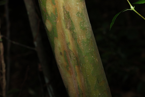 Python Tree (Gossia bidwillii)