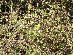 Naultinus punctatus