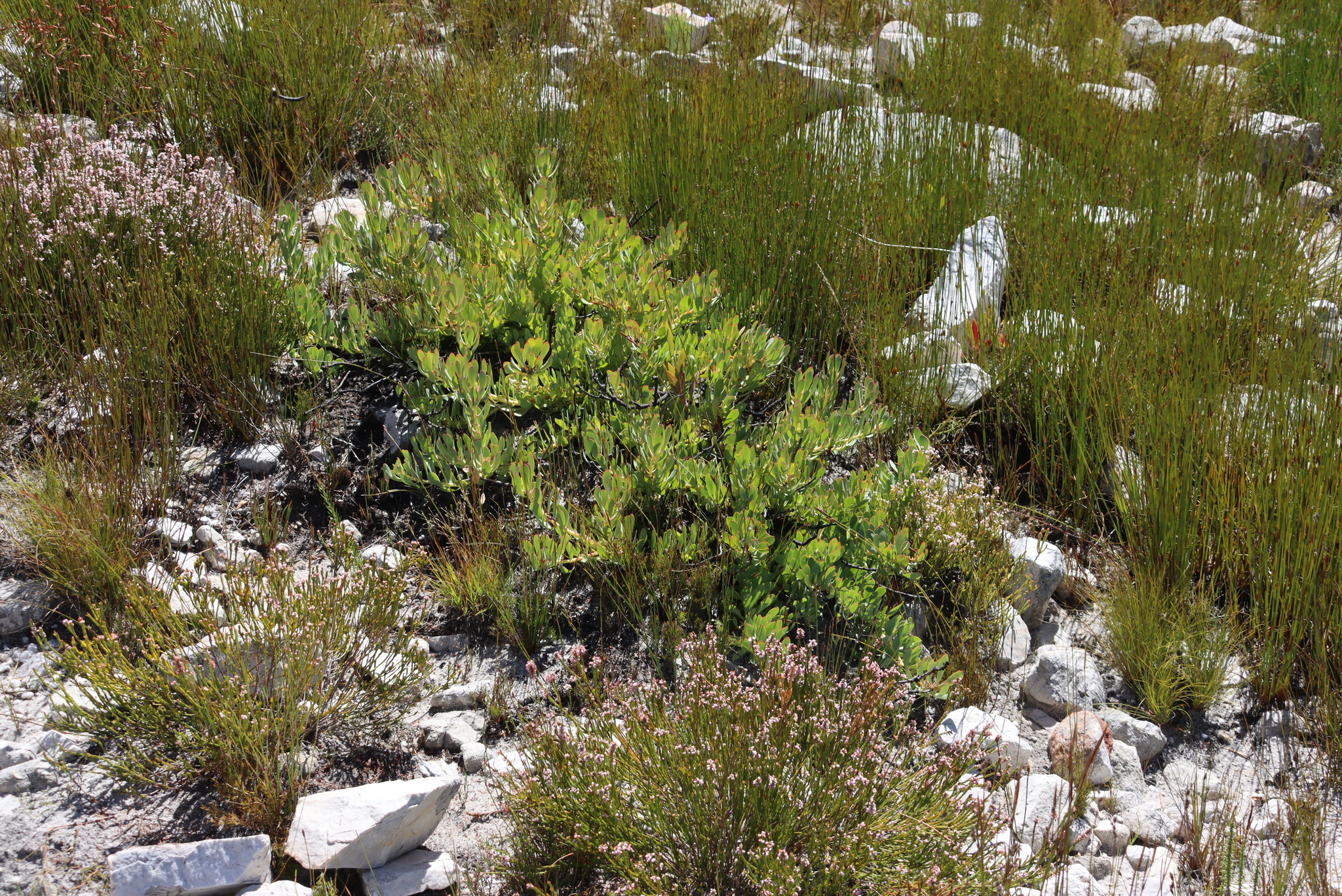 Red-Edge Conebush (Leucadendron arcuatum)