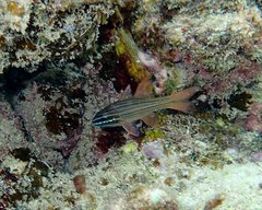 Ostorhinchus multilineatus