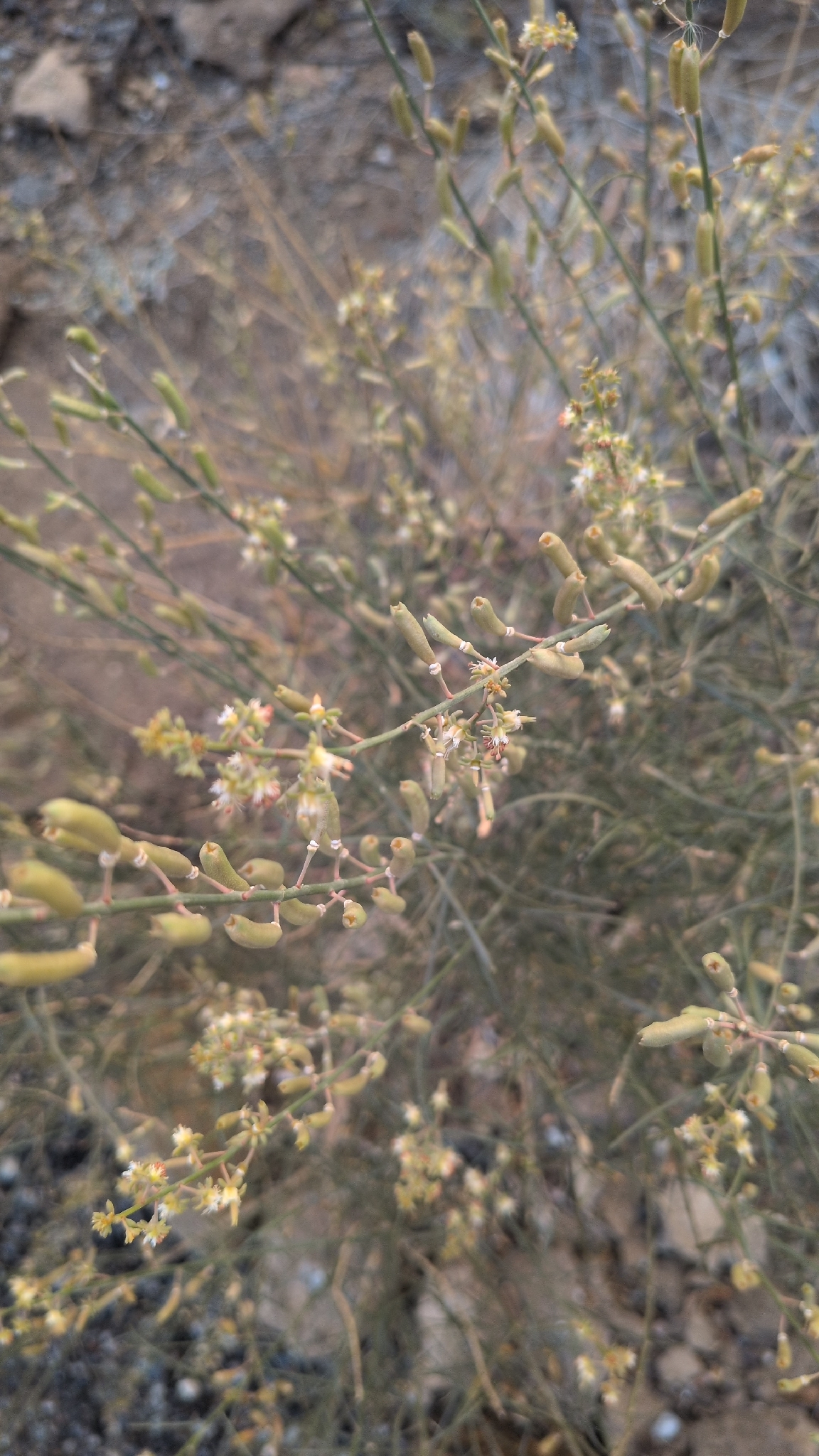 Reseda scoparia