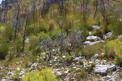 Protea nana, photograph (c) Tony Rebelo, some rights reserved (CC BY-SA)