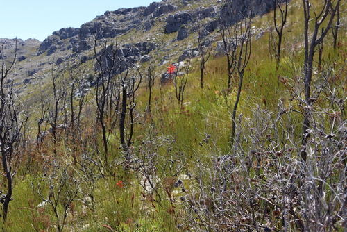 Protea nana, photograph 2