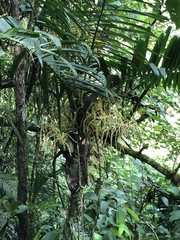 Chamaedorea linearis