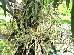 Chamaedorea linearis