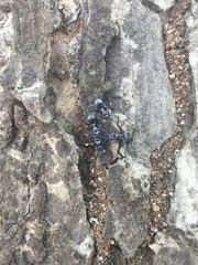 Polyrhachis