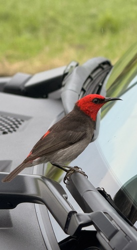 Red-headed Myzomela (Myzomela erythrocephala)