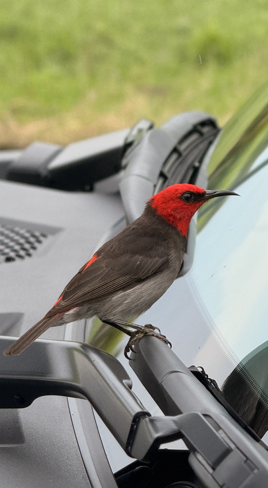 Red-headed Myzomela (Myzomela erythrocephala), photo 1