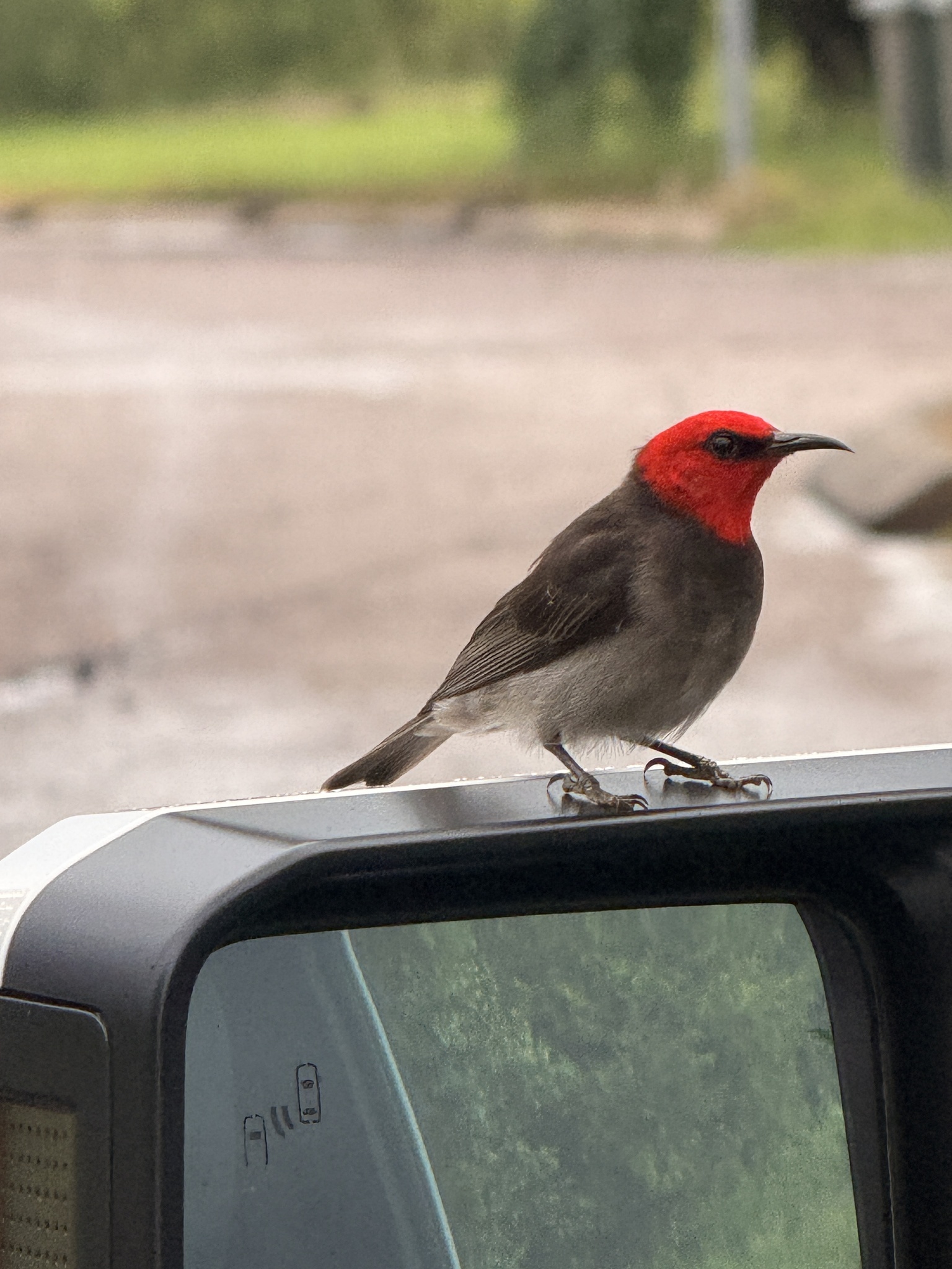Red-headed Myzomela (Myzomela erythrocephala), photo 2