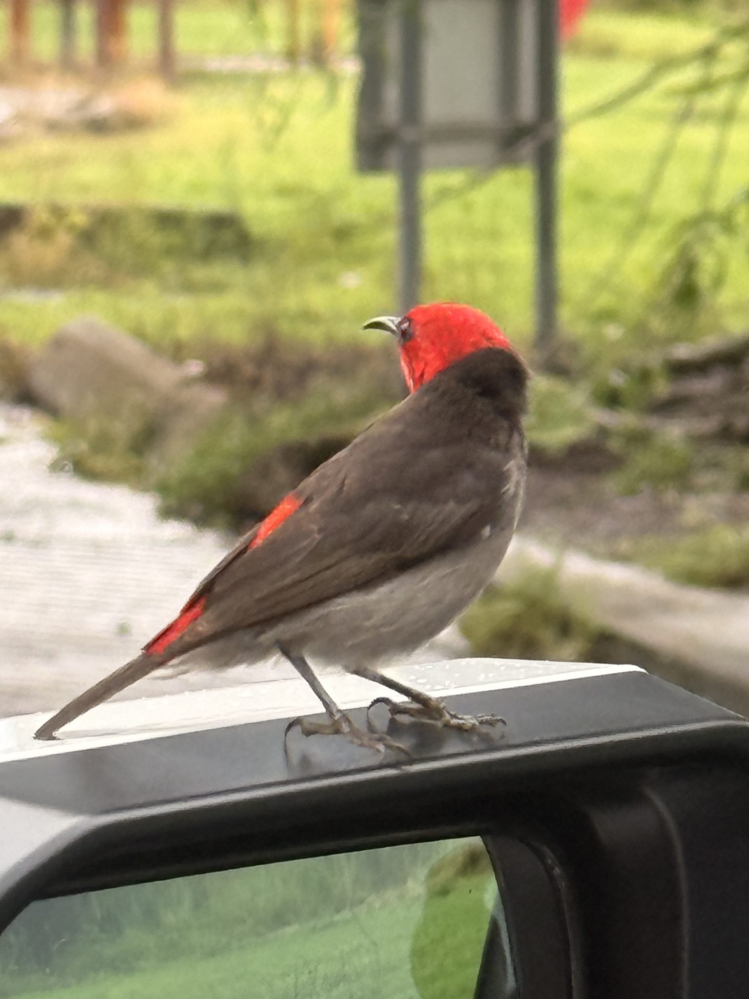 Red-headed Myzomela (Myzomela erythrocephala), photo 3