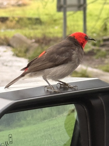 Red-headed Myzomela (Myzomela erythrocephala), photo 8