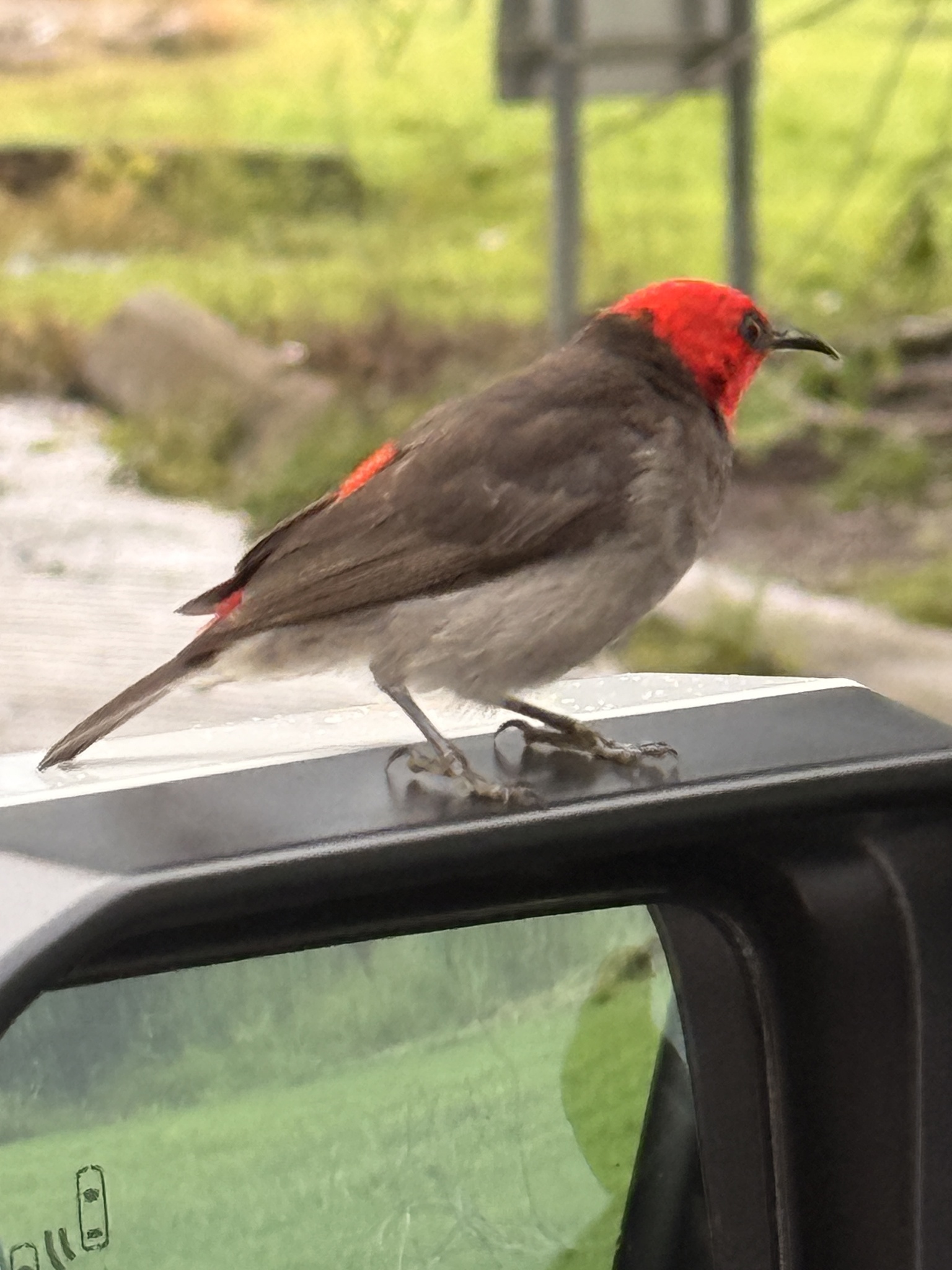 Red-headed Myzomela (Myzomela erythrocephala), photo 4