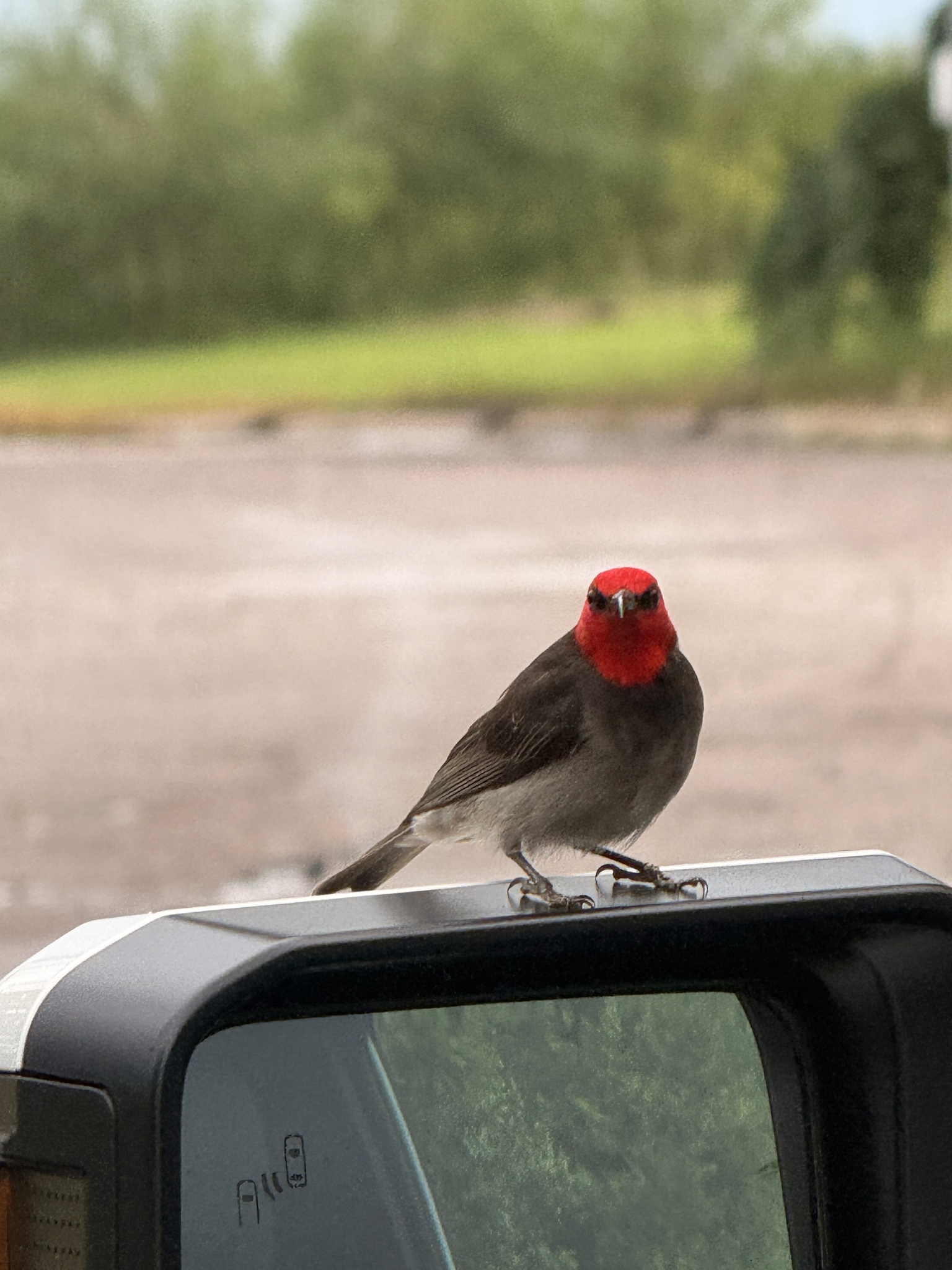 Red-headed Myzomela (Myzomela erythrocephala), photo 5