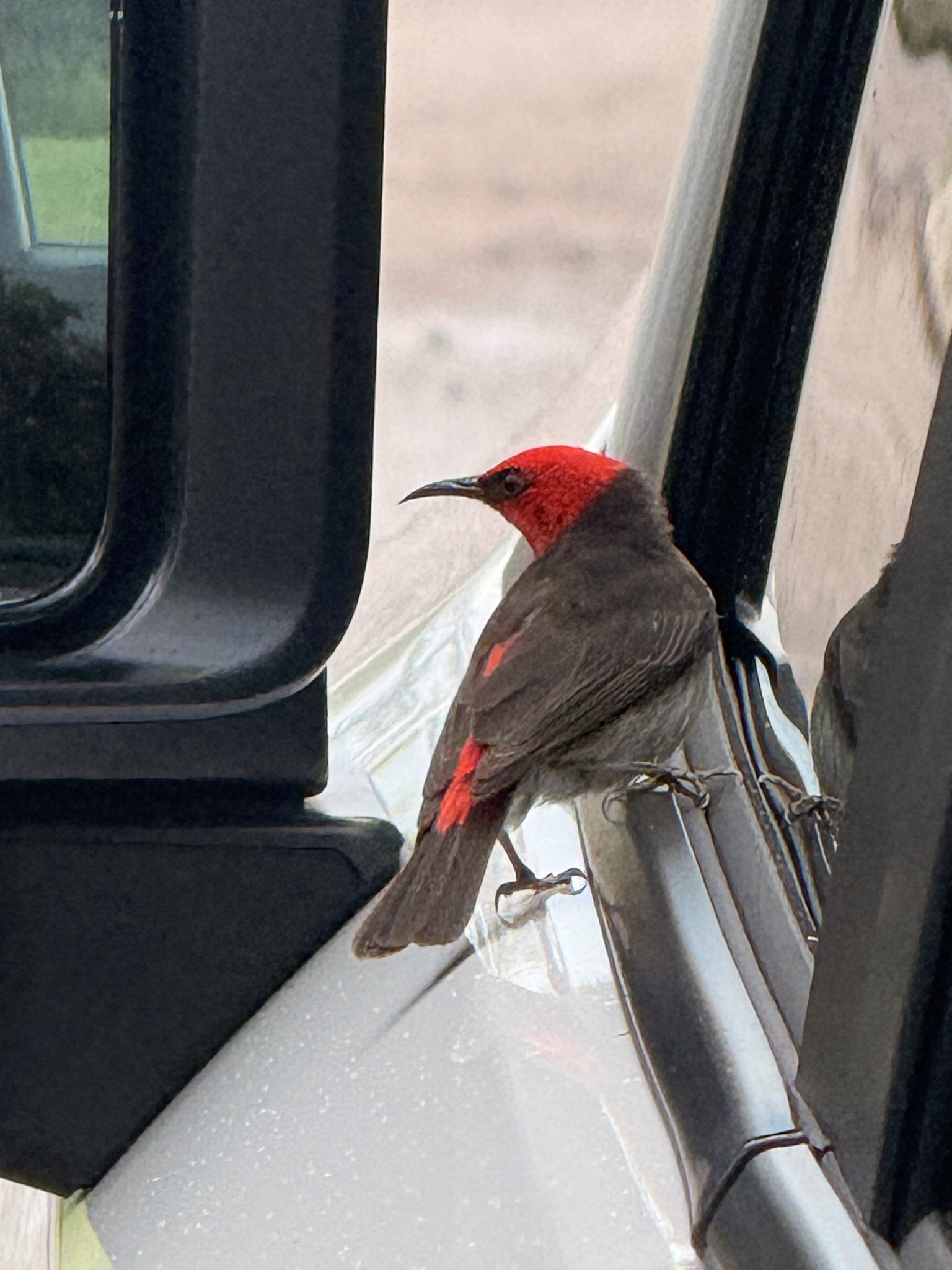 Red-headed Myzomela (Myzomela erythrocephala), photo 6