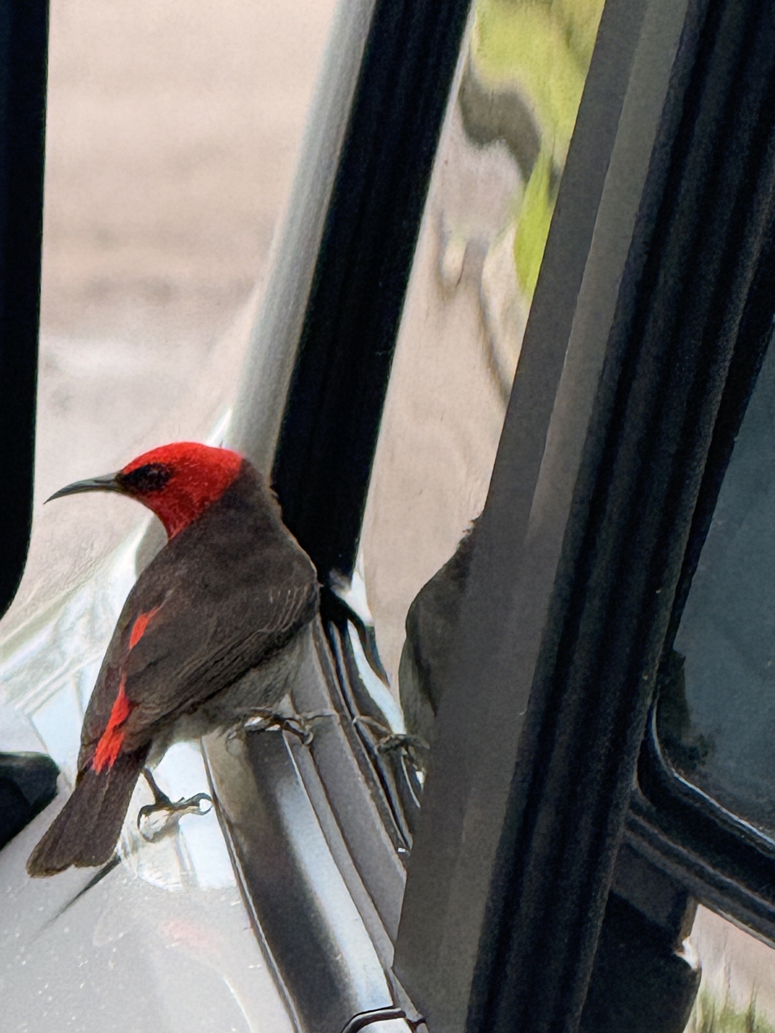 Red-headed Myzomela (Myzomela erythrocephala), photo 7